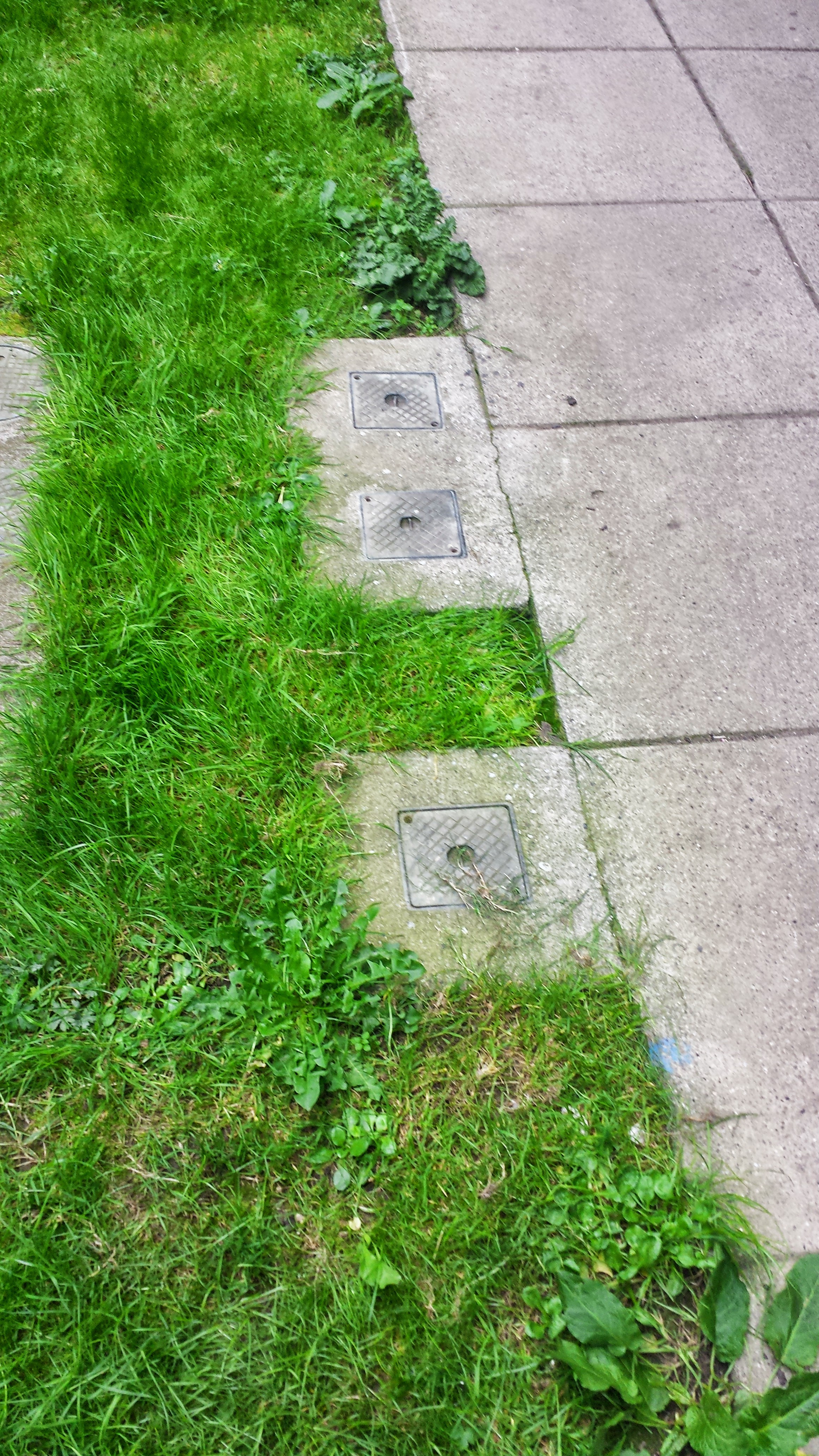 concrete path and old grass