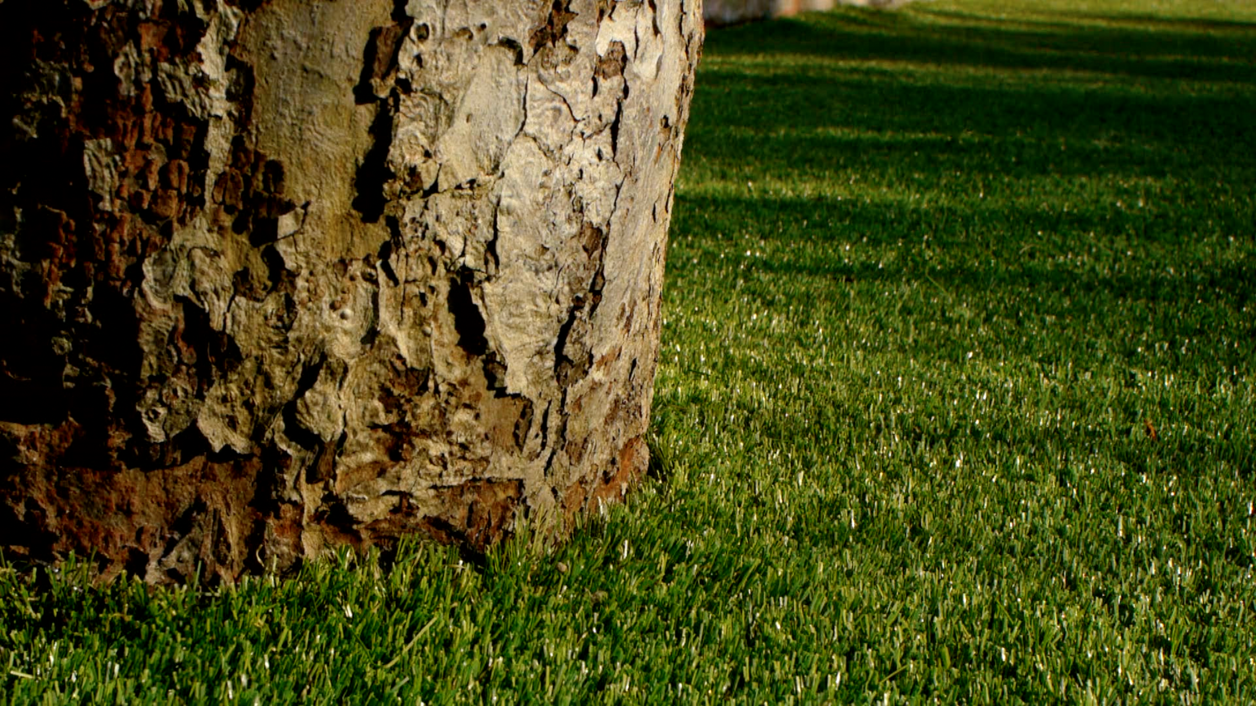 close up of tree and lawn