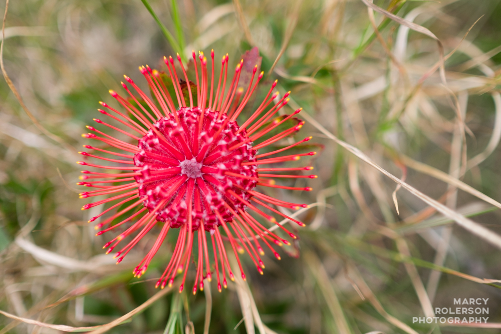 Malolo_Protea_Maui-15.jpg