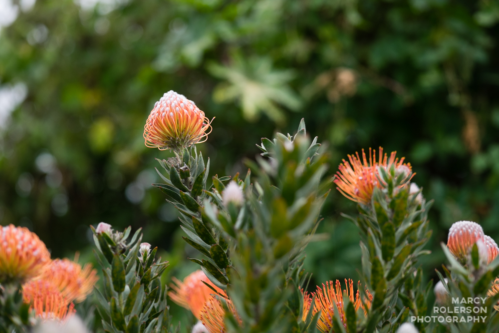 Malolo_Protea_Maui-18.jpg
