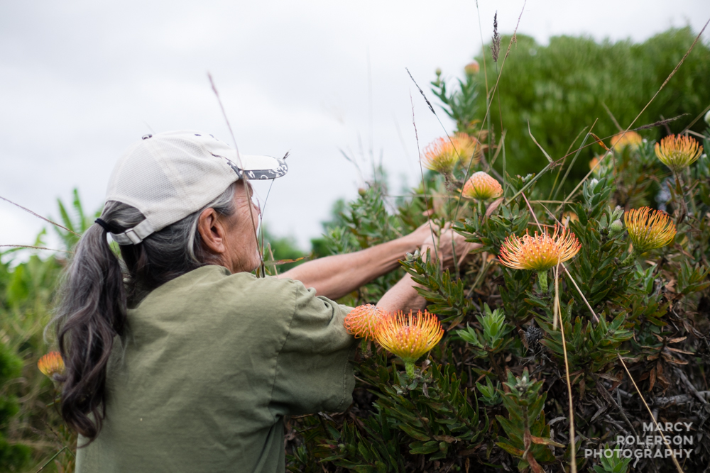 Malolo_Protea_Maui-36.jpg