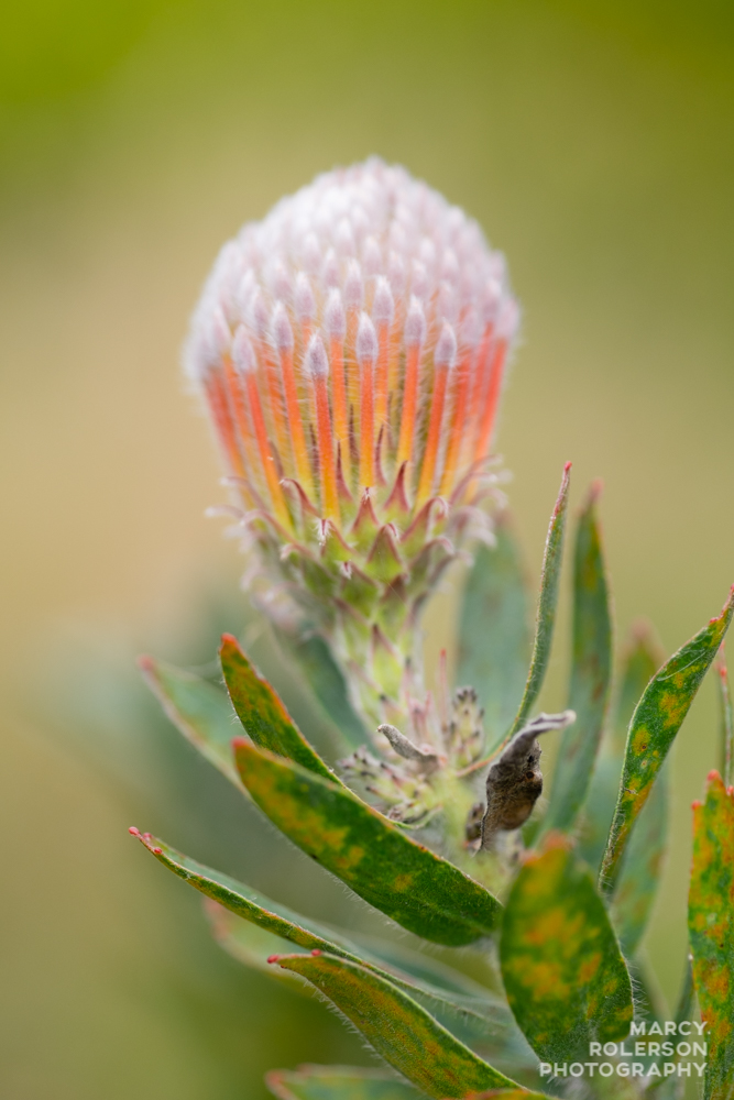 Malolo_Protea_Maui-19.jpg