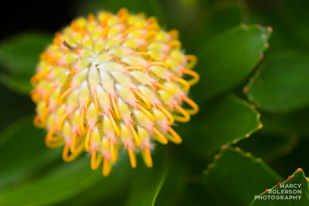 Malolo_Protea_Maui-42.jpg