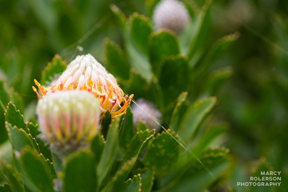 Malolo_Protea_Maui-44.jpg