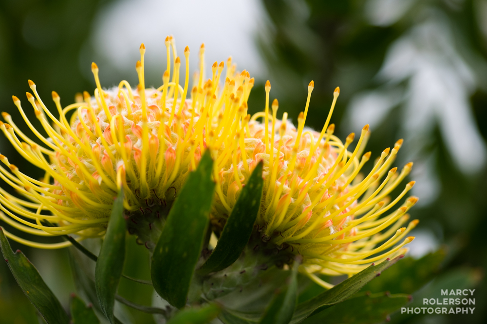Malolo_Protea_Maui-57.jpg