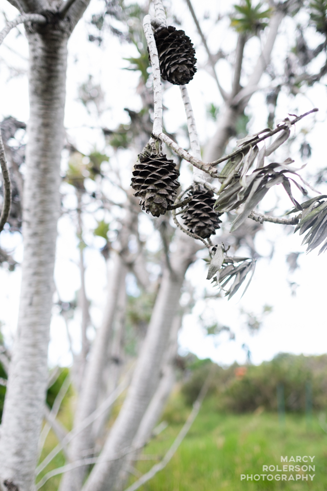 Malolo_Protea_Maui-29.jpg