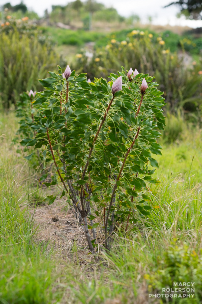 Malolo_Protea_Maui-52.jpg