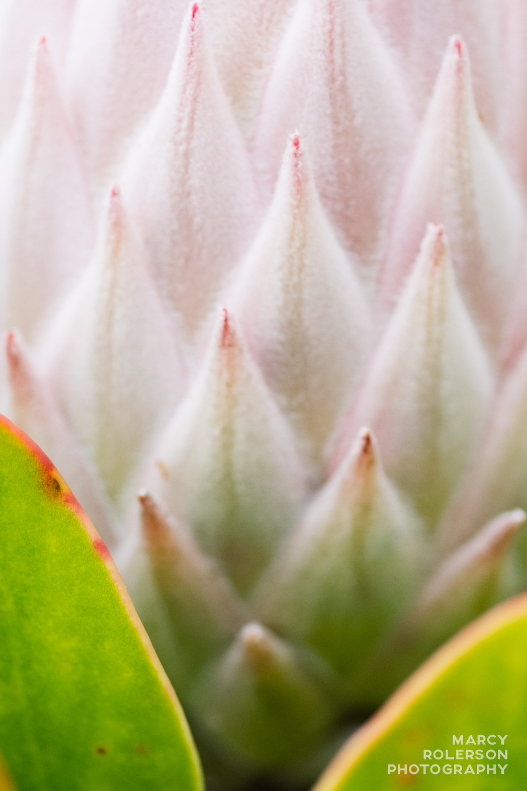 Malolo_Farm_Macro-4.jpg