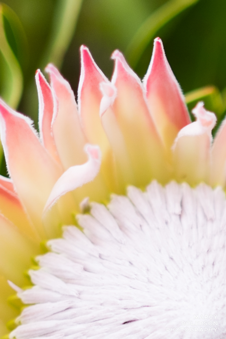 Malolo_Farm_Macro-7.jpg