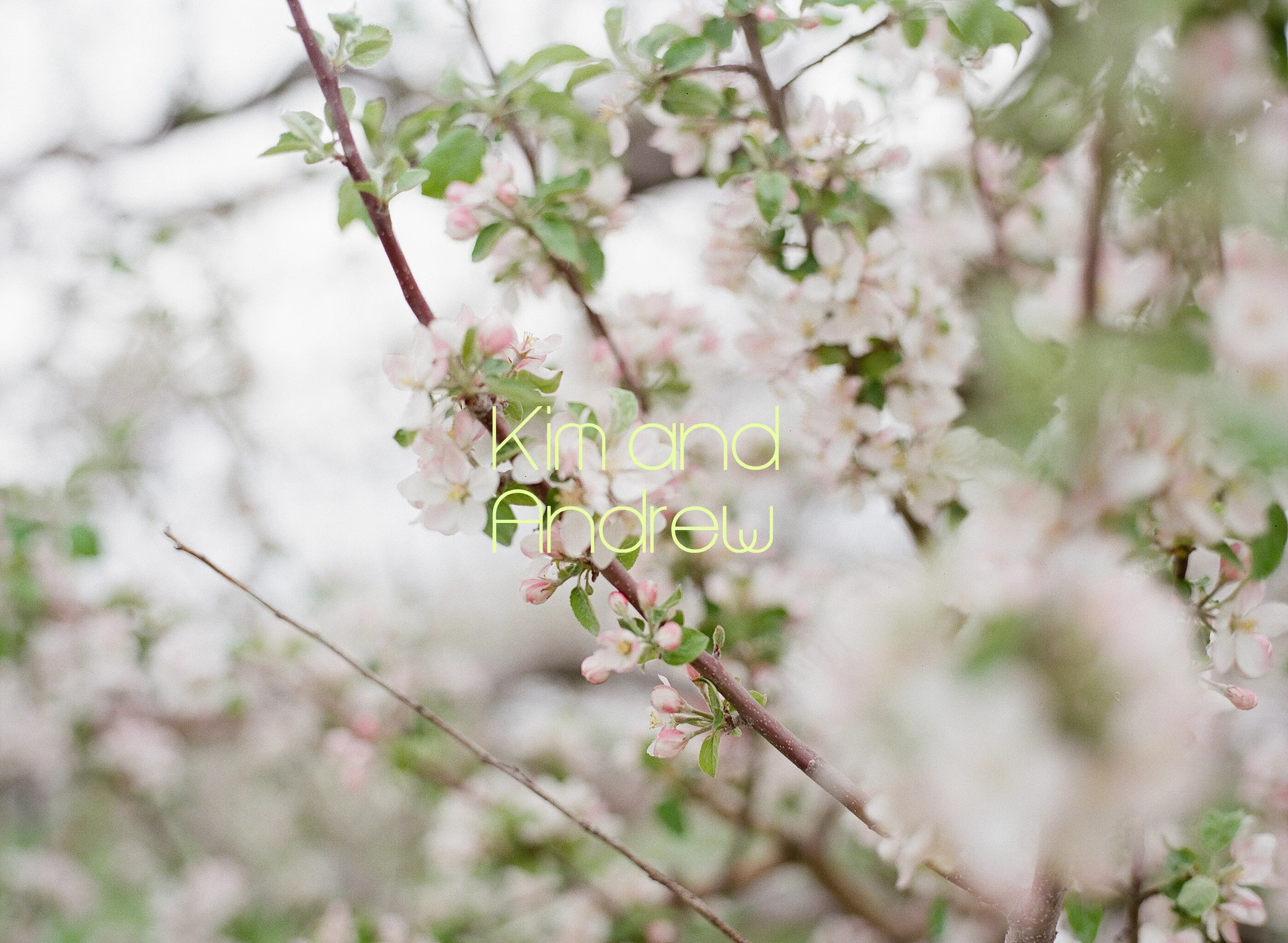 kim andrew blog header.jpg