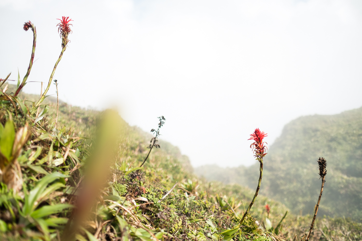 Guadeloupe_2017-82.jpg