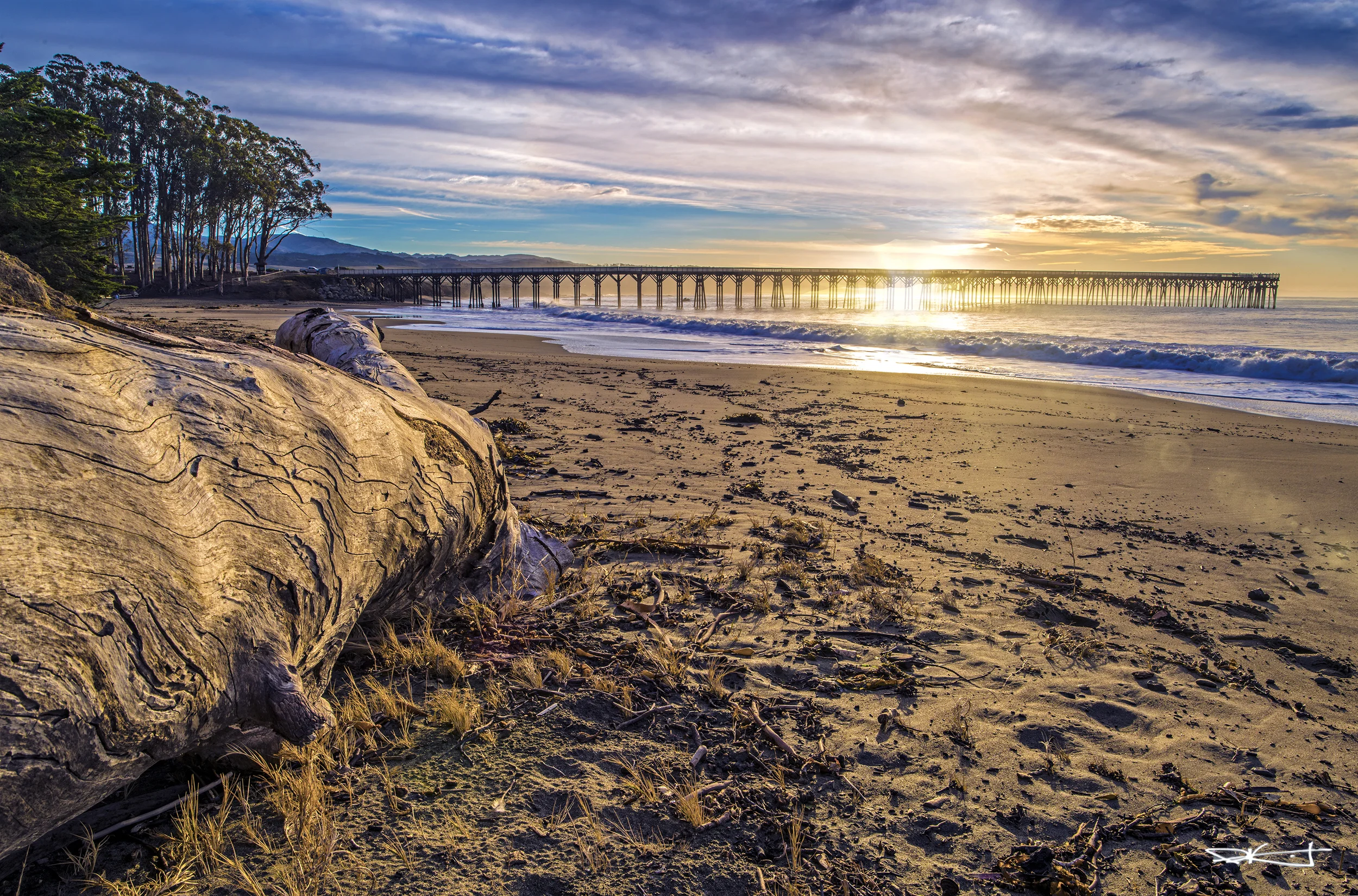 San Simeon Pier Tree sm.jpg