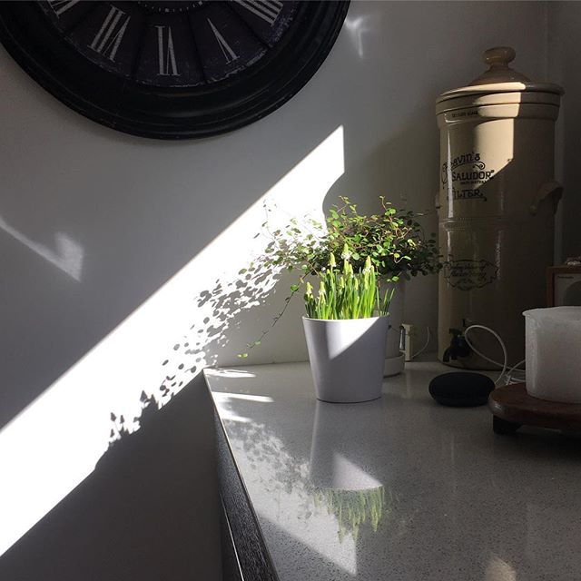 Spring Light 🌿 White Magic
.
.
.
#daylight #seaonal #nordic #JOY 🌿
#muscari #white #macic 🌿 #spring #interior #flowering  #vsco ...#inmykitchen 🌿🌿