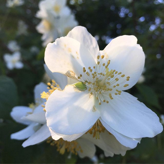 Summer Light ☀️ Floral Joy...
.
.
.
#nordic #summer #garden #magic #moments #flowers #splendor #daylight #magic #vsco ☀️#sommerglede !!