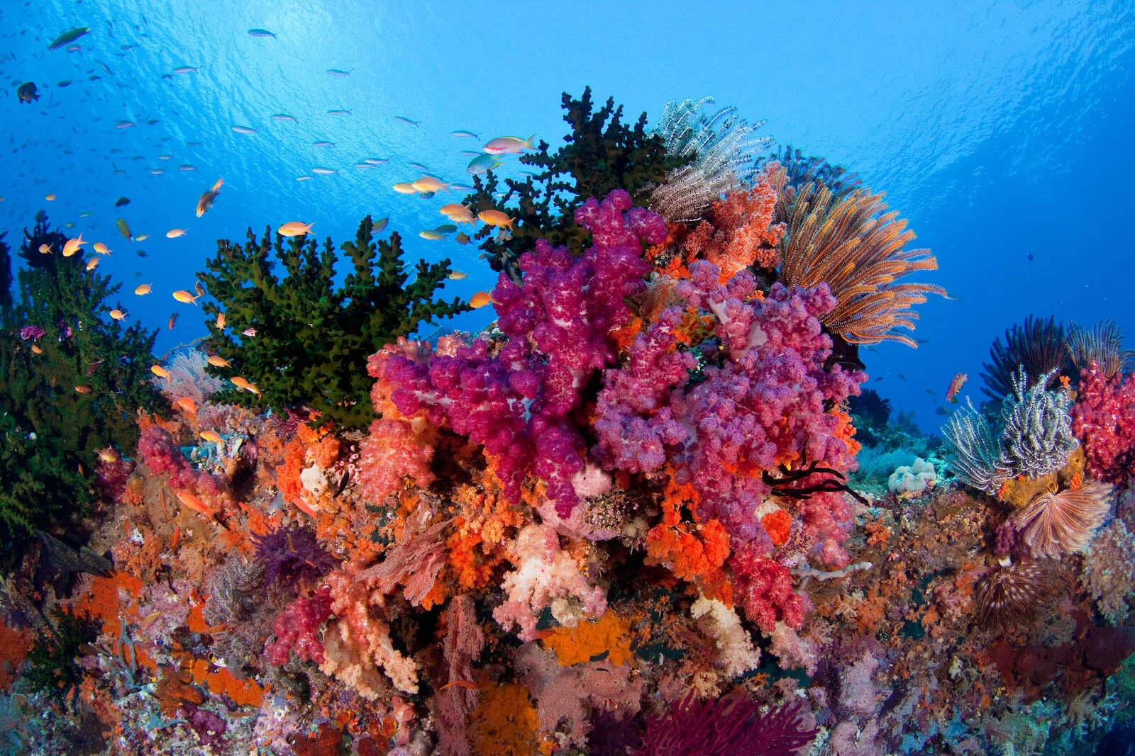 Asia-Liveaboard-Diving-Holiday-Raja-Ampat-Indonesia-Reef.jpg
