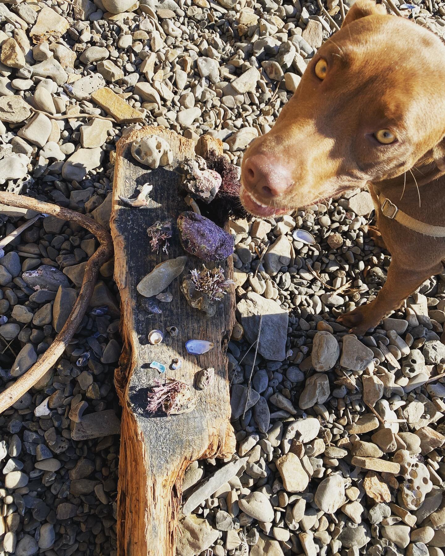 Our sea altar 🐚 and best photo bomb ever 🐾