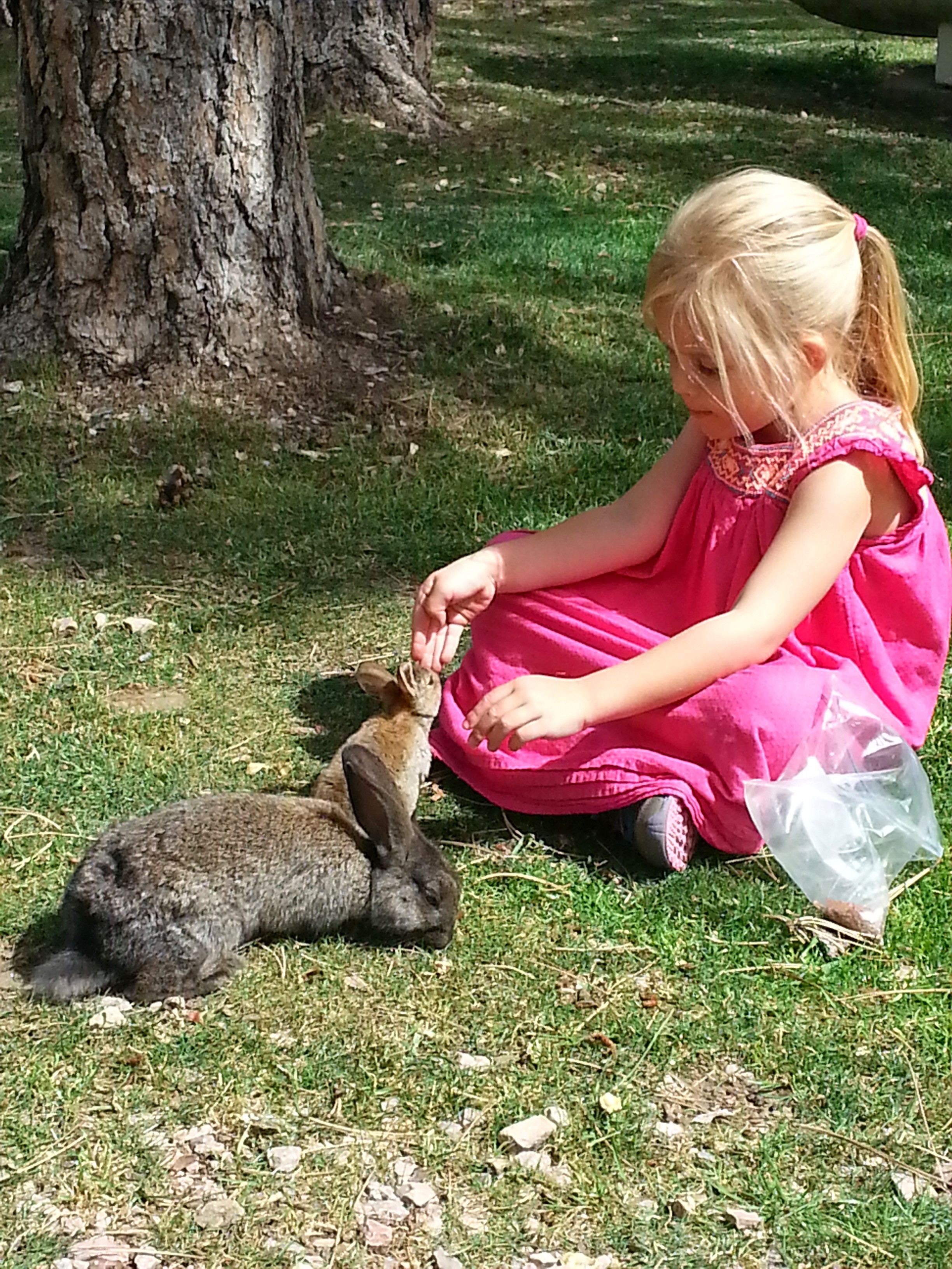 There are tens of tame rabbits at Beaver Lake.