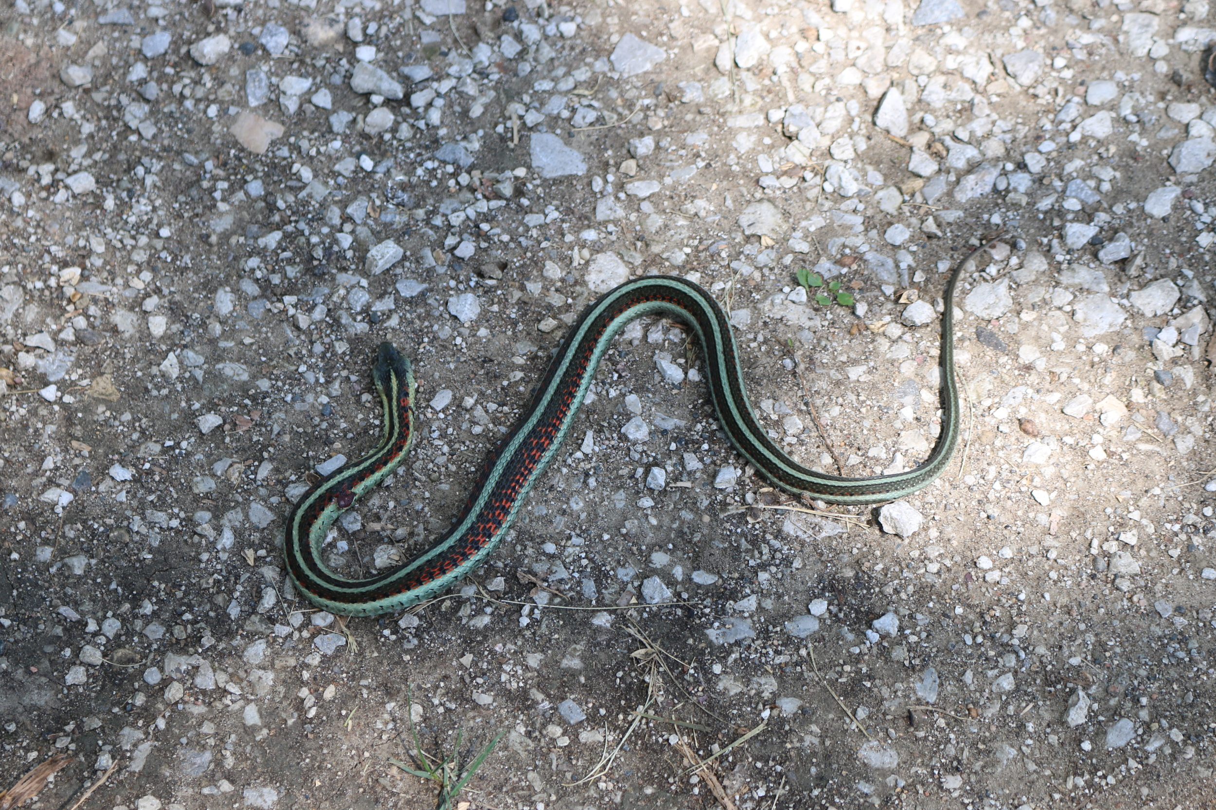 I think it's a garter snake.