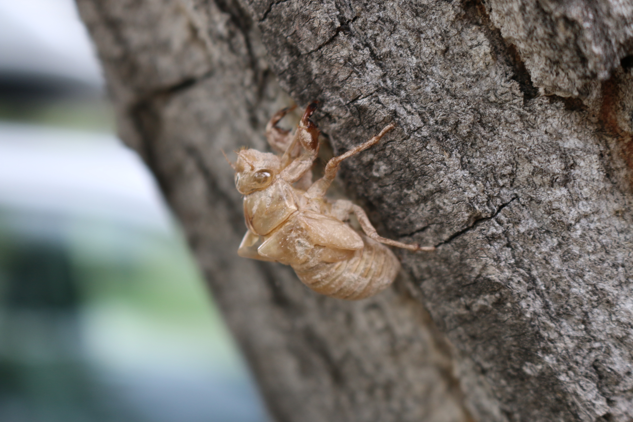 Exoskeleton - over 1 inch long - on a tree next to our RV.