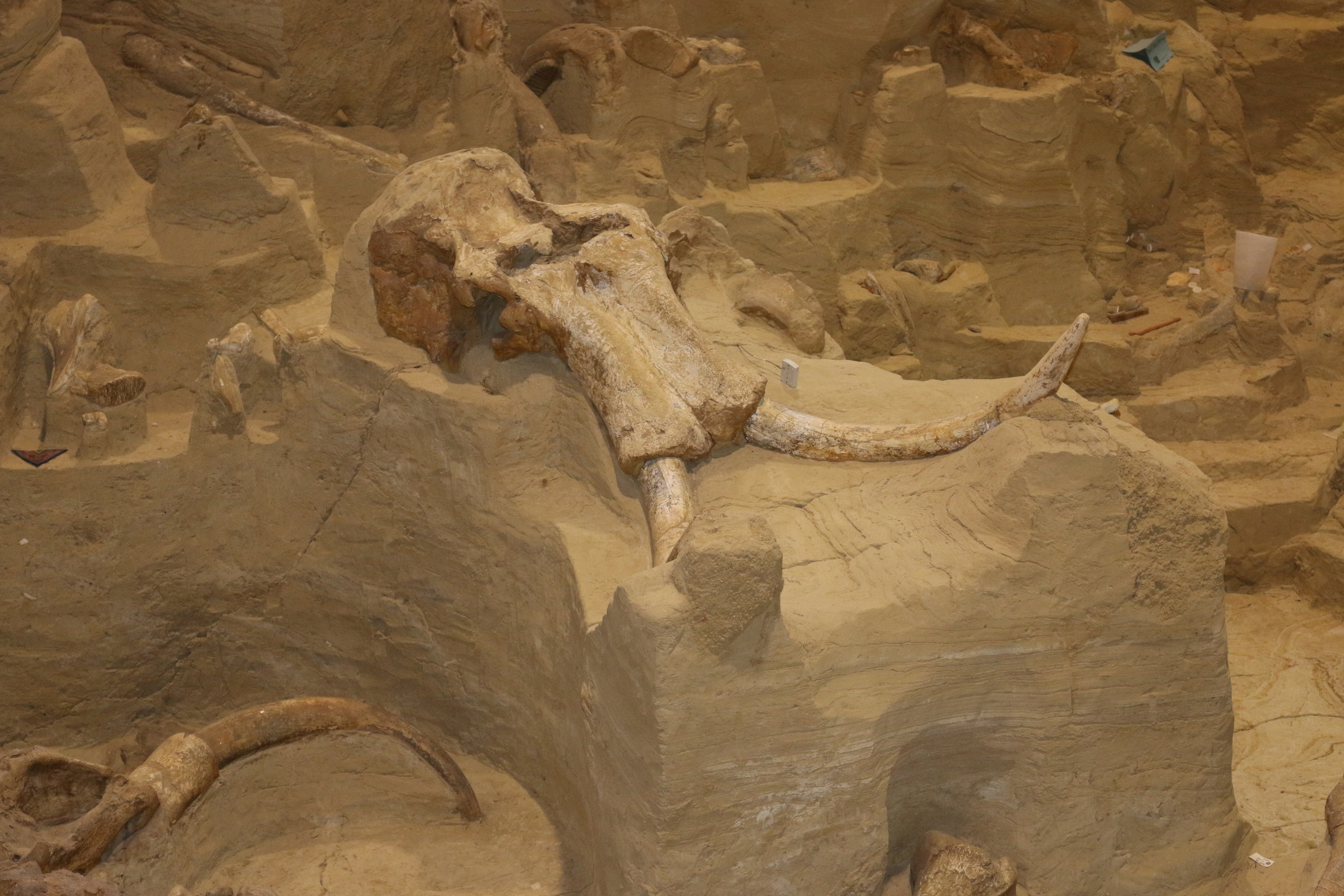 Mammoth Site, Hot Springs, SD.