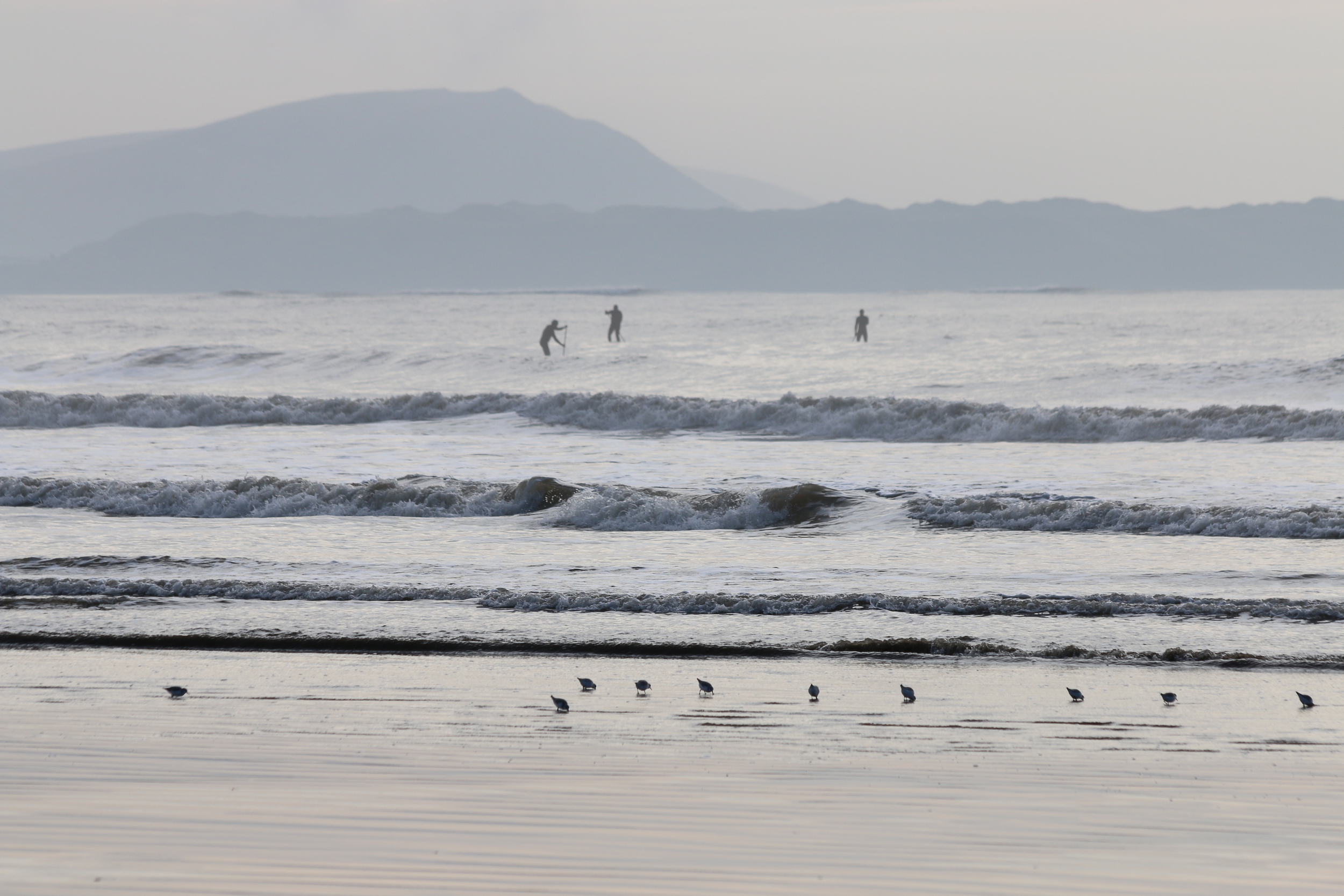 Stand-up-paddleboarders and sandpipers: Cefn Sidan.