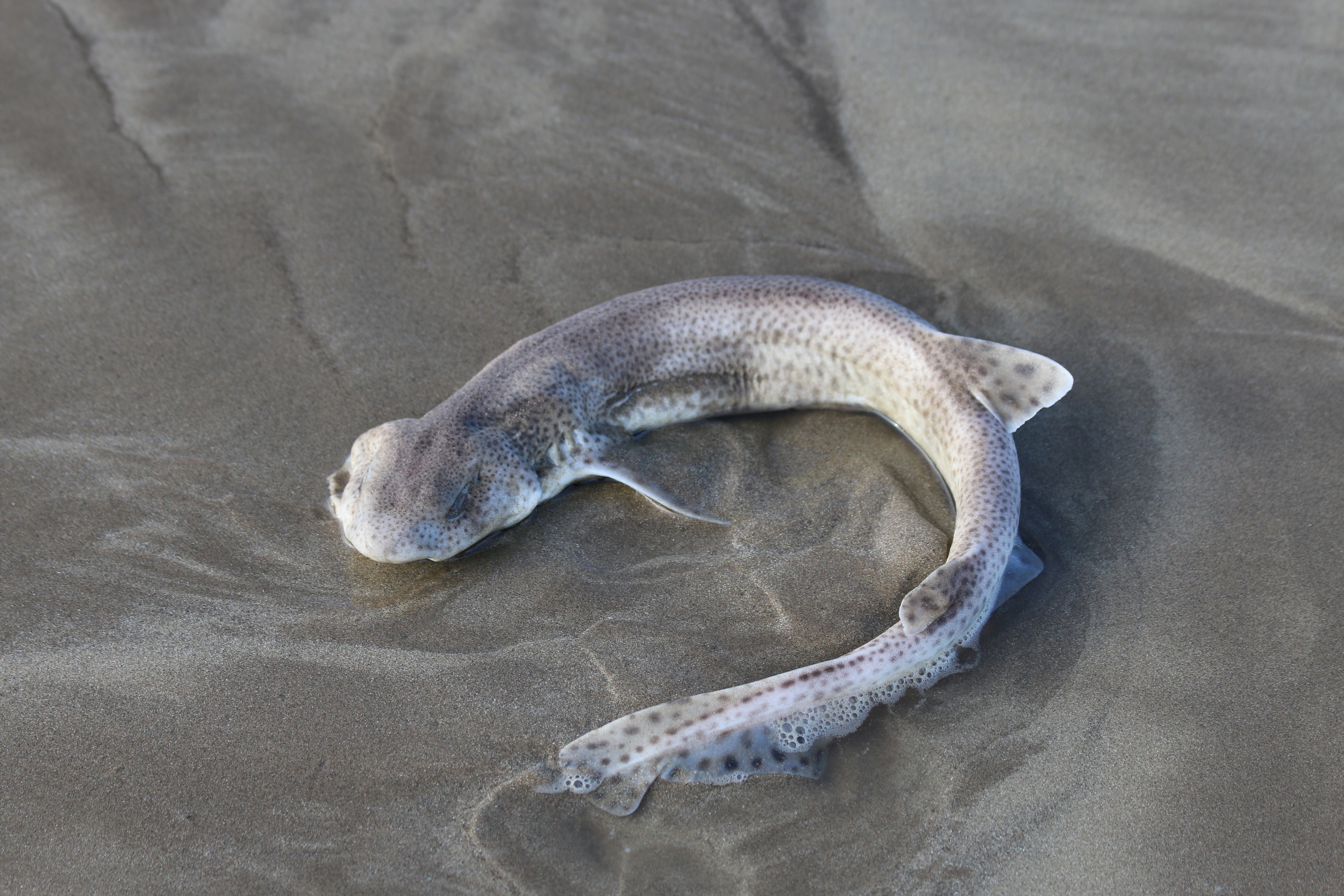 The small-spotted catshark or lesser spotted dogfish (a catshark)