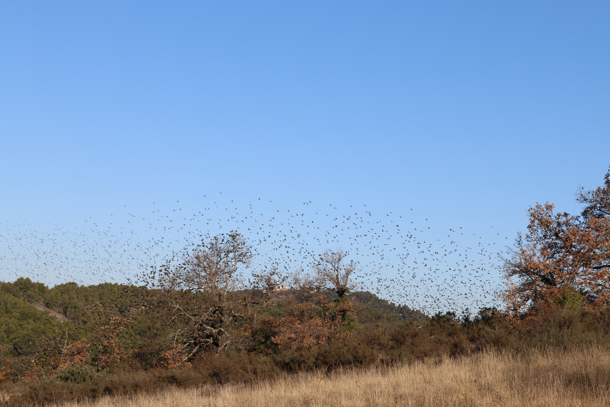 Thousands of starlings in the vineyards outside.
