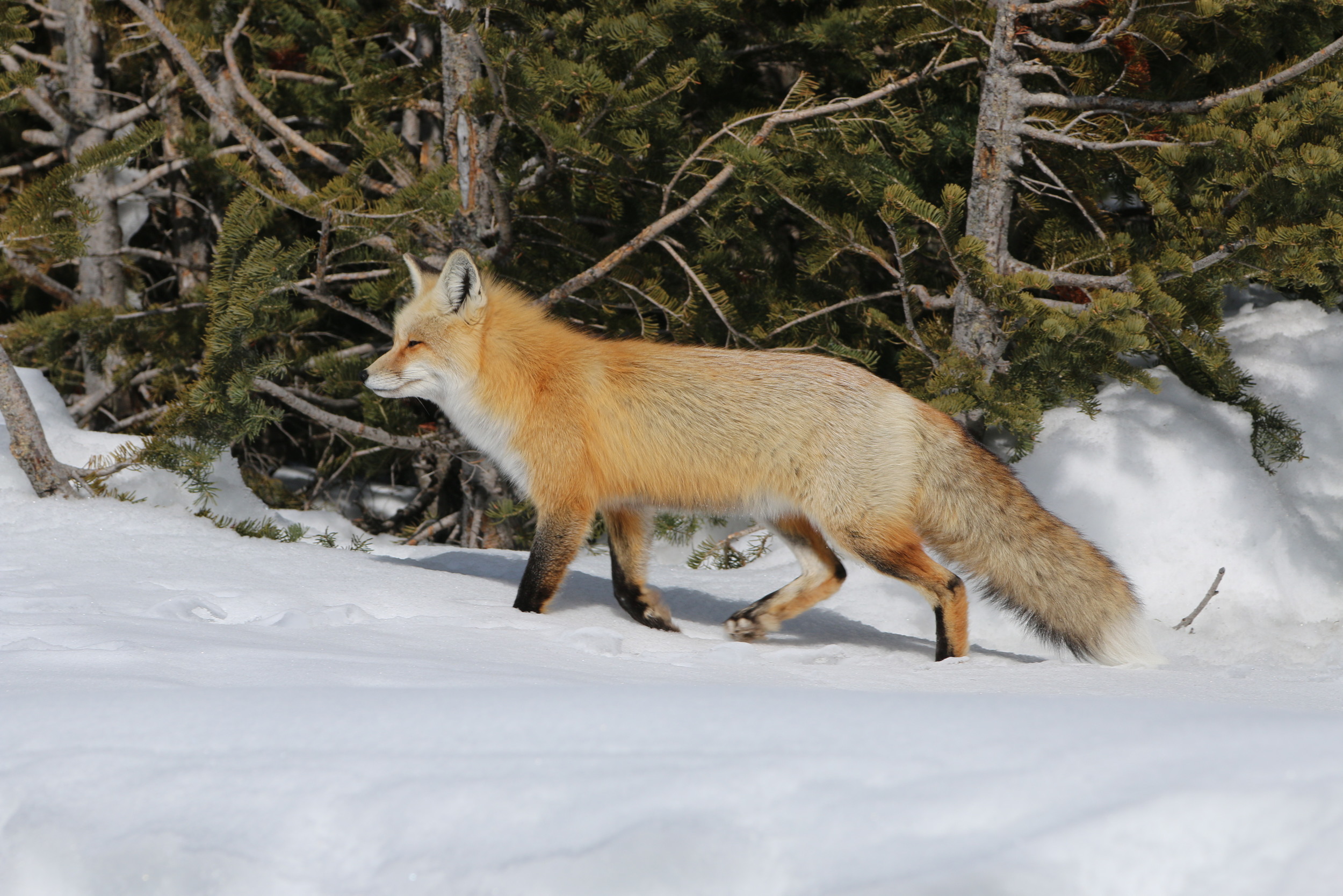 Red Fox (at Colter Bay)