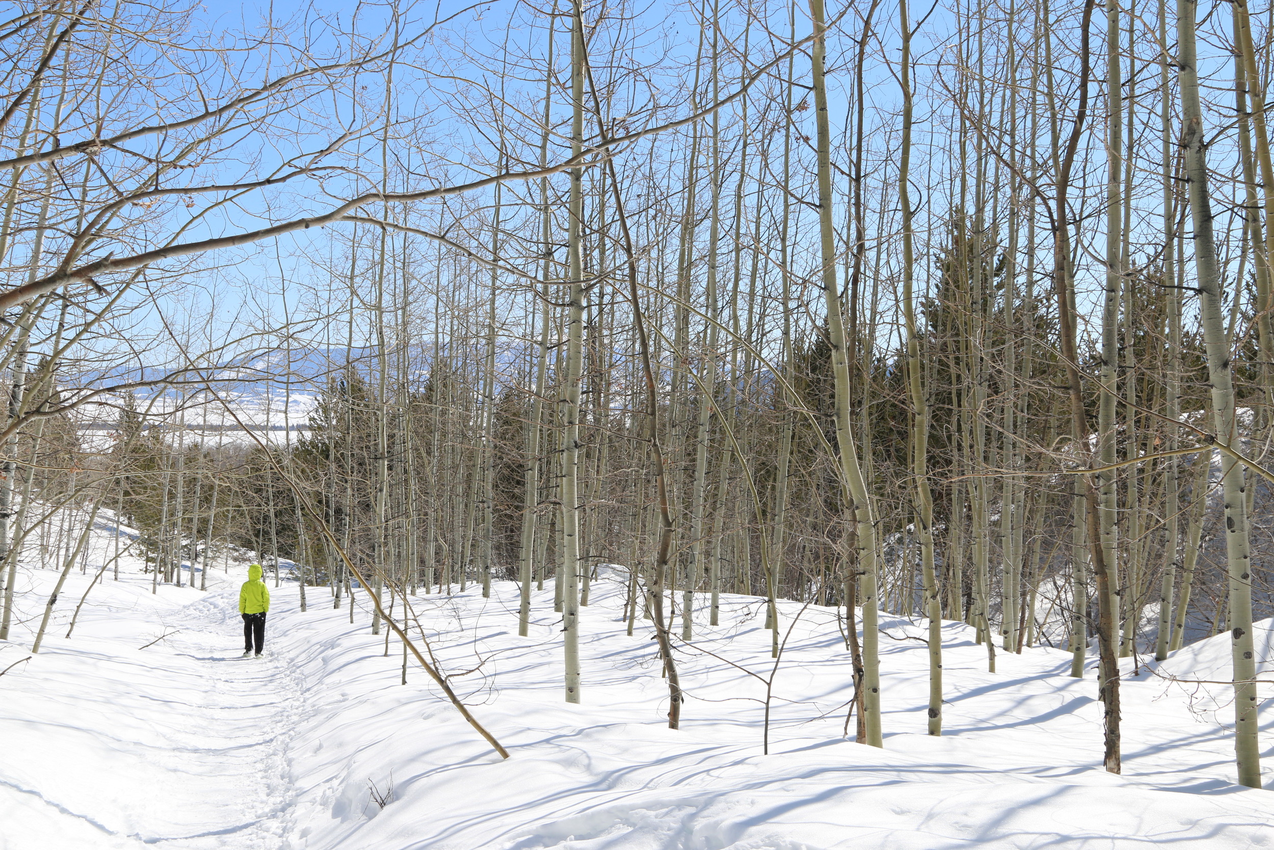 The return walk from Taggart Lake