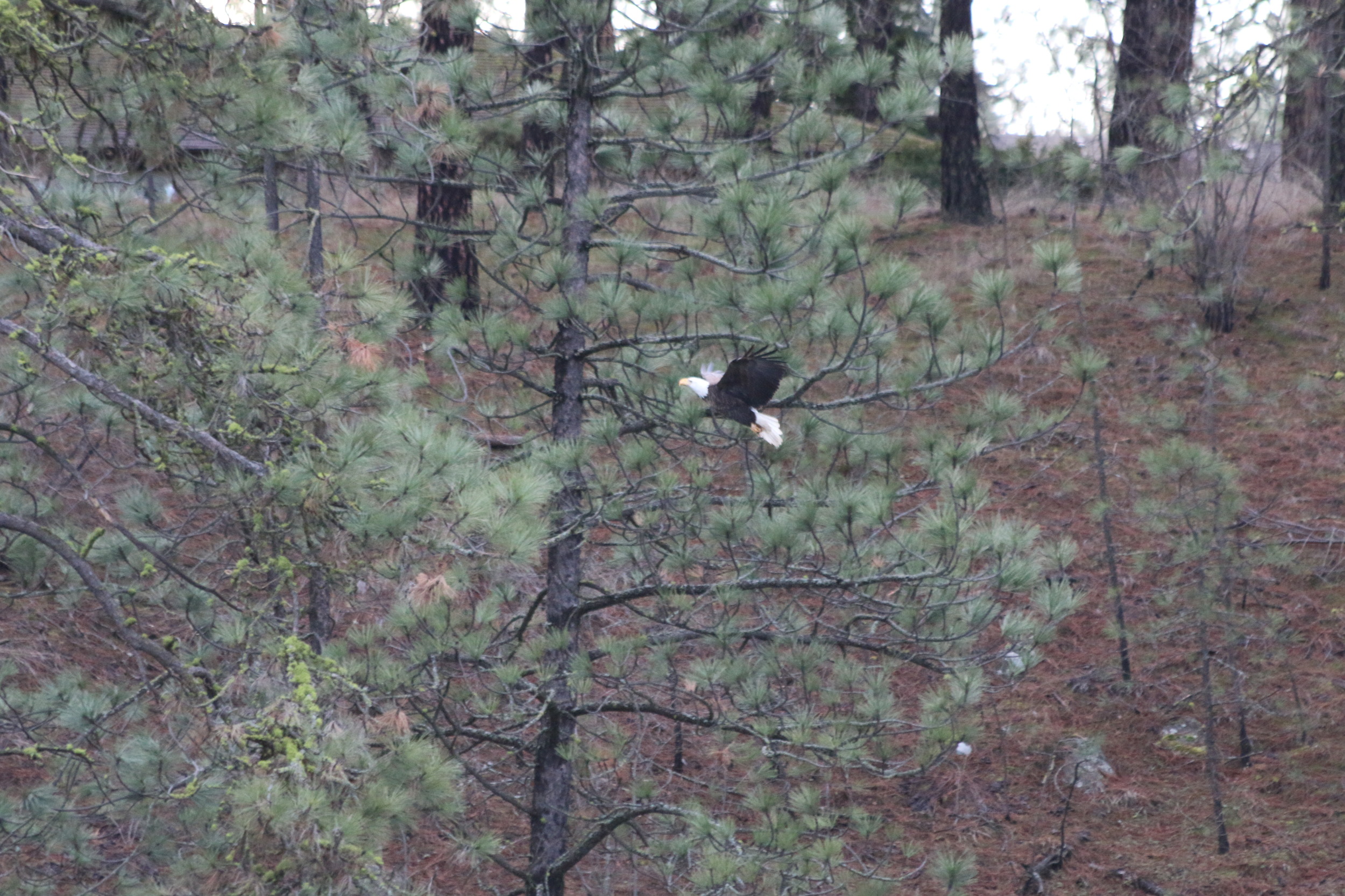 Bald Eagle: photo taken from outside the house.