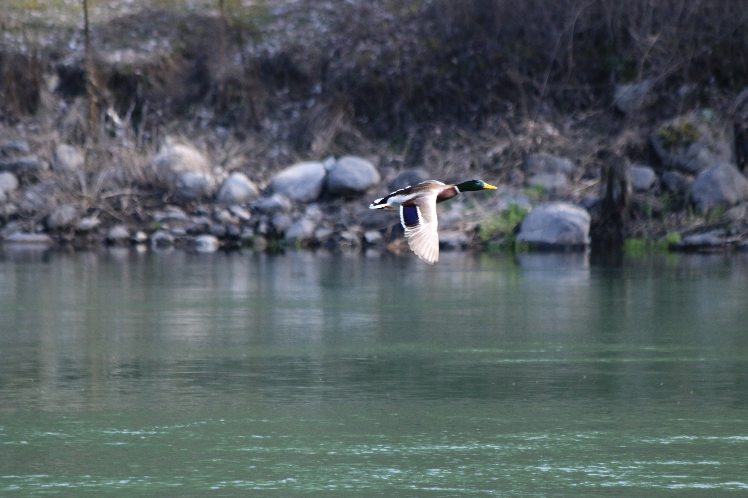 Mallard in flight: I was just practicing action shots.