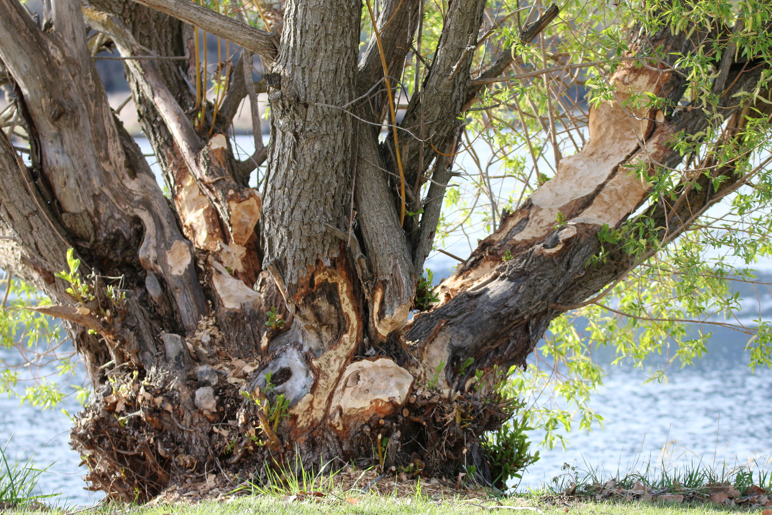 Beaver damage: Oroville, Osoyoos Veteran's Memorial Park