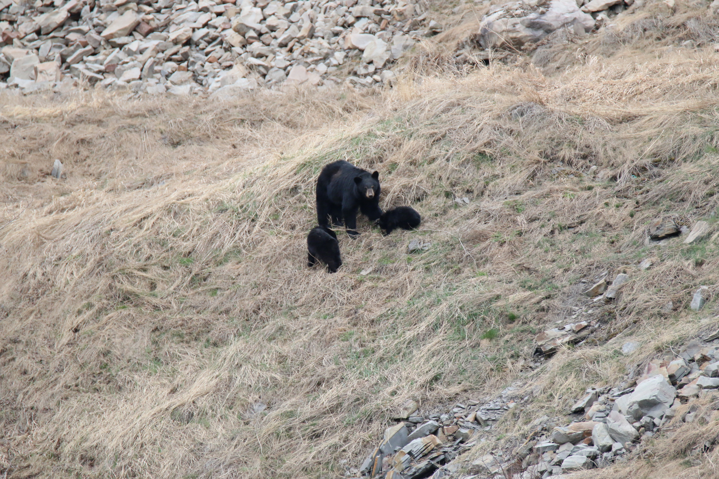 Black bears: just off the hwy