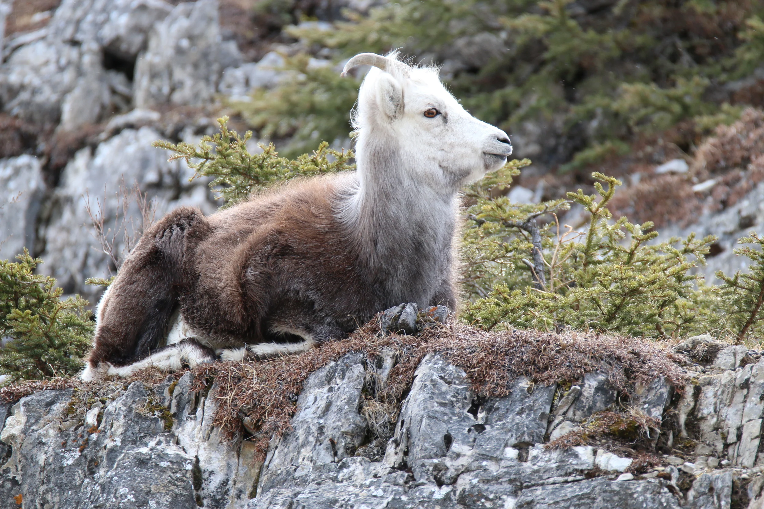 Stone sheep: sat upon a rock overlooking the hwy