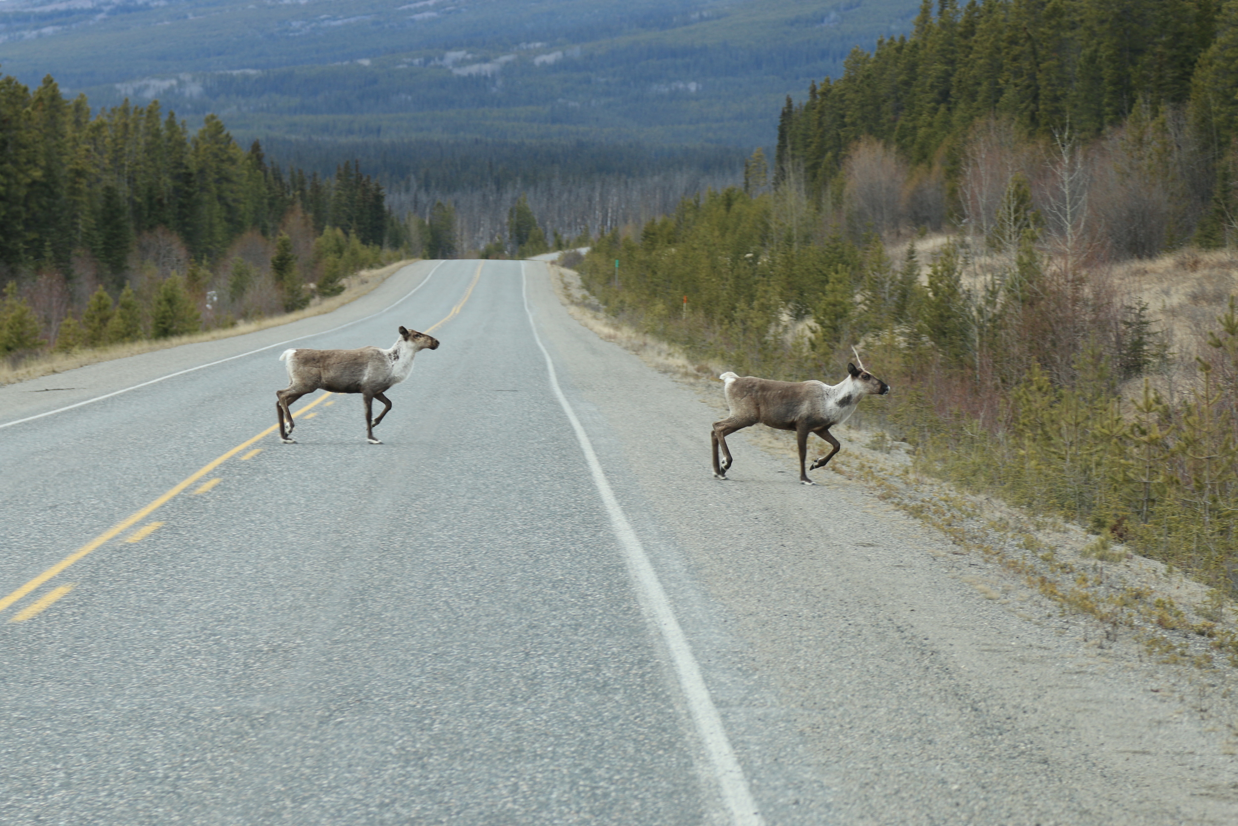 Caribou on the hwy