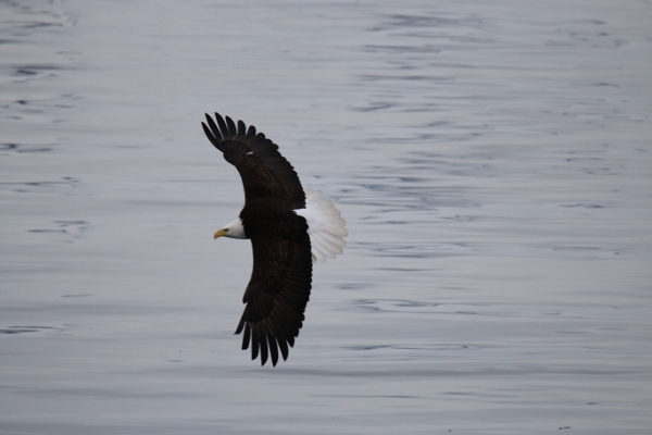 Along comes the mature bald eagle