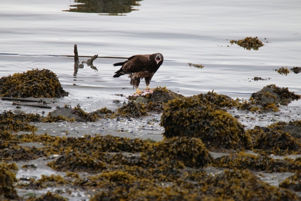 A juvenile bald eagle feeding on salmon