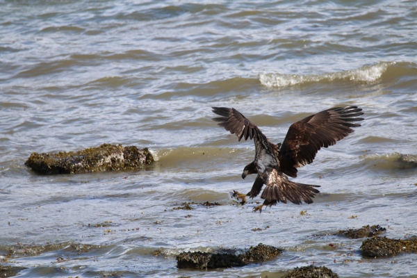 The following day the juvenile comes back to claim the fish head