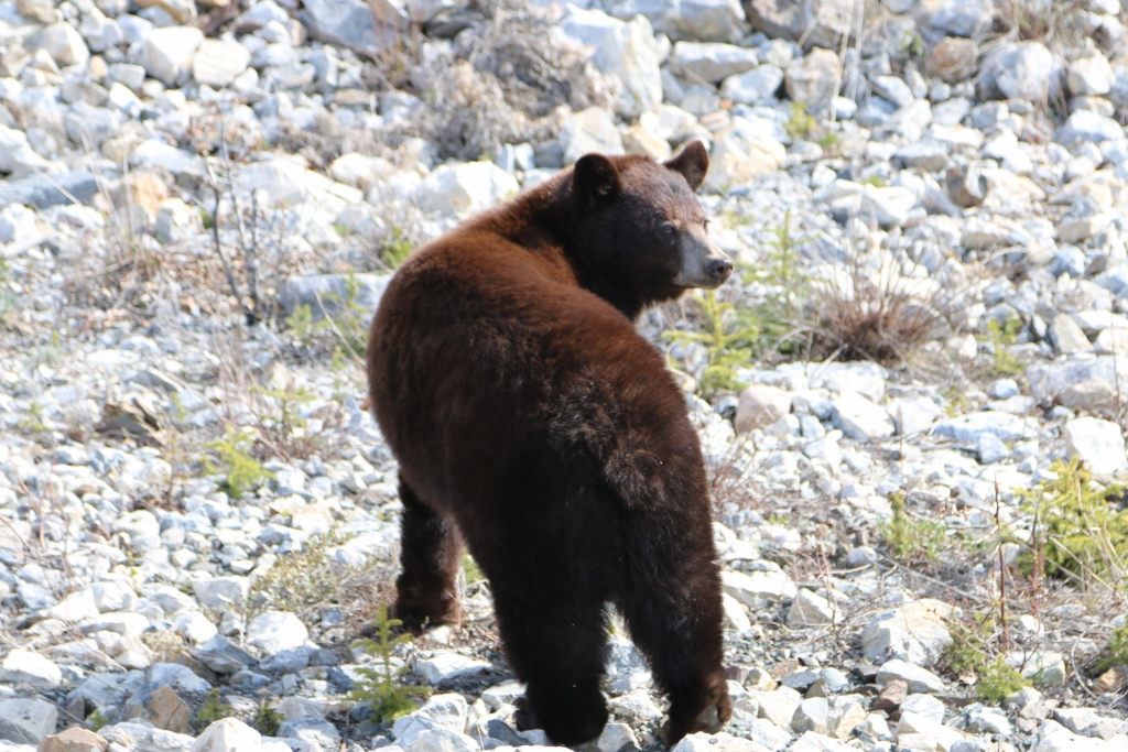 Black bear beside the Alaska Hwy