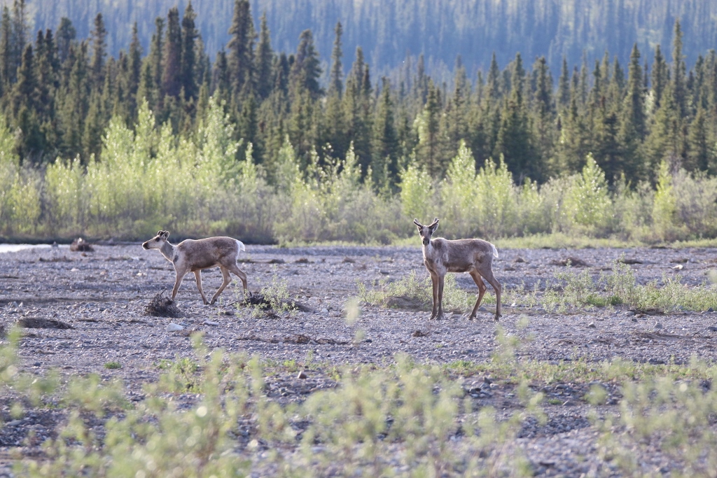 Young Caribou near Taklanika River Campground