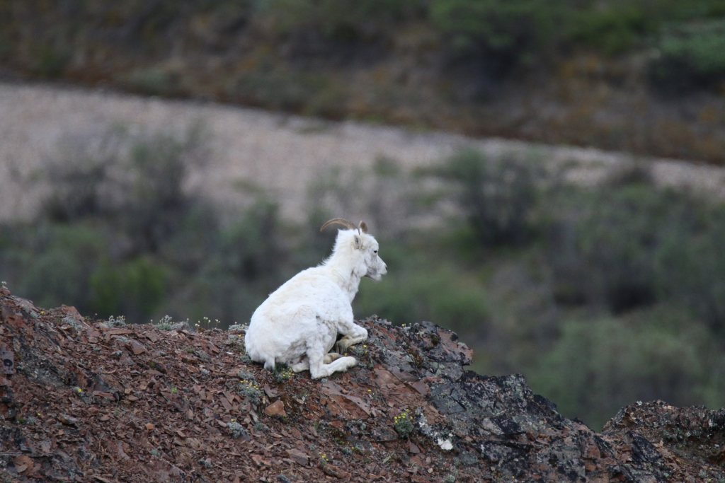 Dall sheep on a ridge
