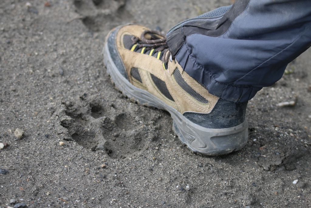 Wolf tracks next to Dylan's foot