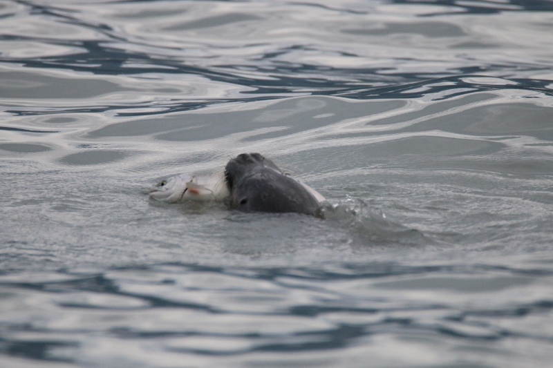 Harbor seal catching salmon