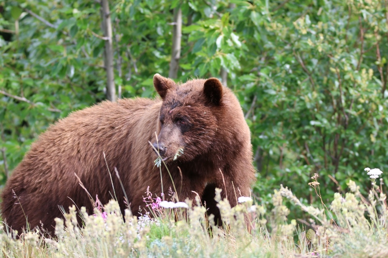 Black bear (with brown fur)