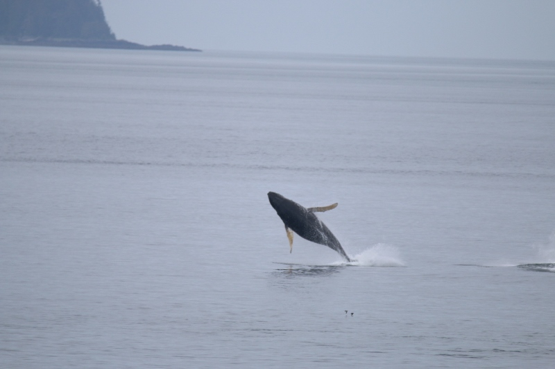 Humpback whale breaching - with style!