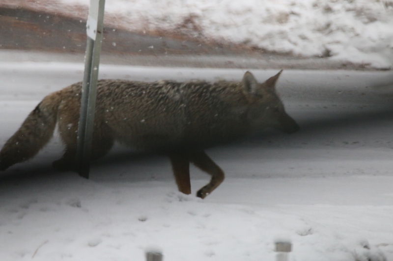 Our neighborhood coyote