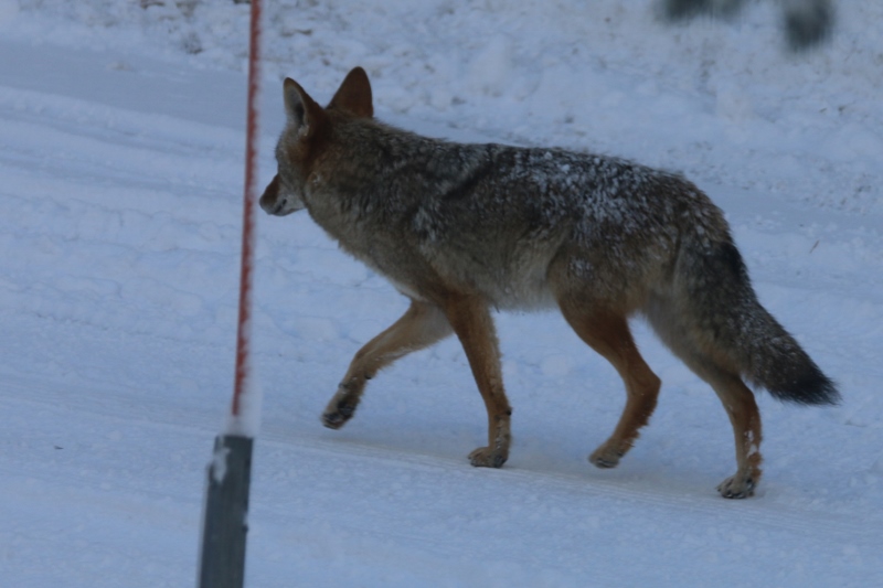 Coyote photographed from the boy's bedroom