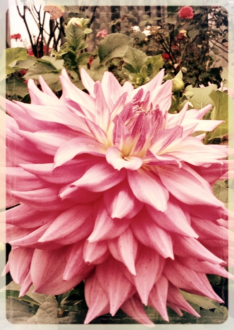 You are likely to feel compelled to spend large portions of your time in the haven provided by nature ~ Rasha in Oneness