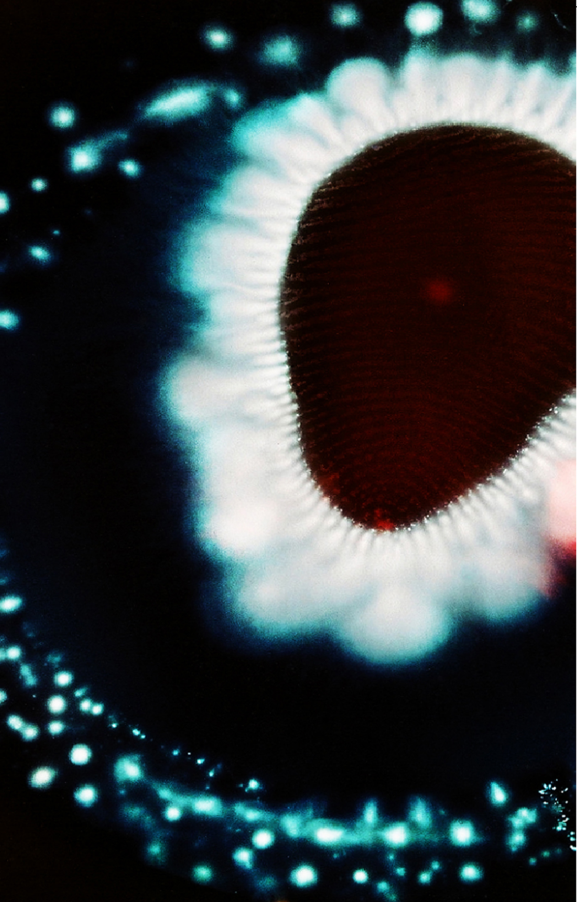 Antagônico, series J - P hotograph, 2011.