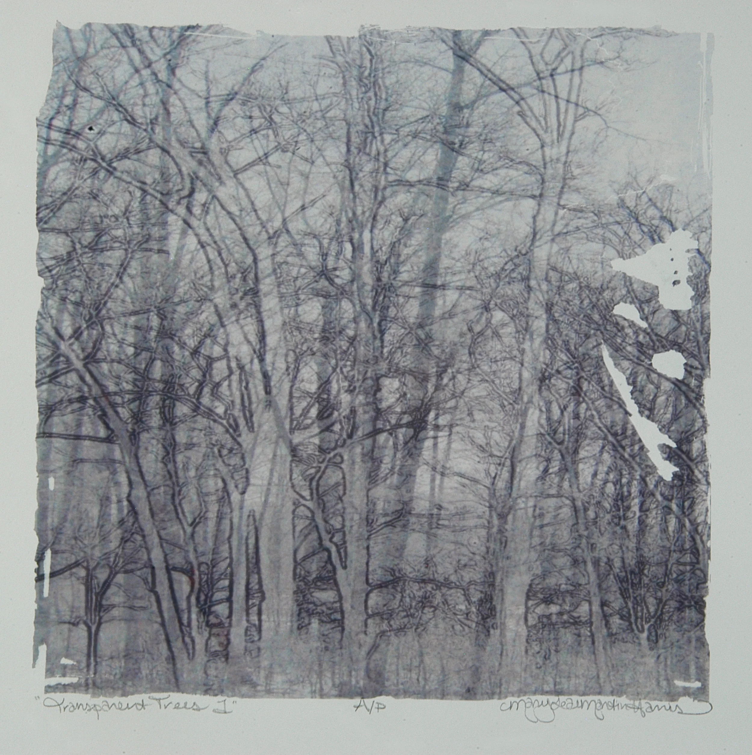 "Transparent Trees 1" (2005) Emulsion Transfer by MaryLea Harris
